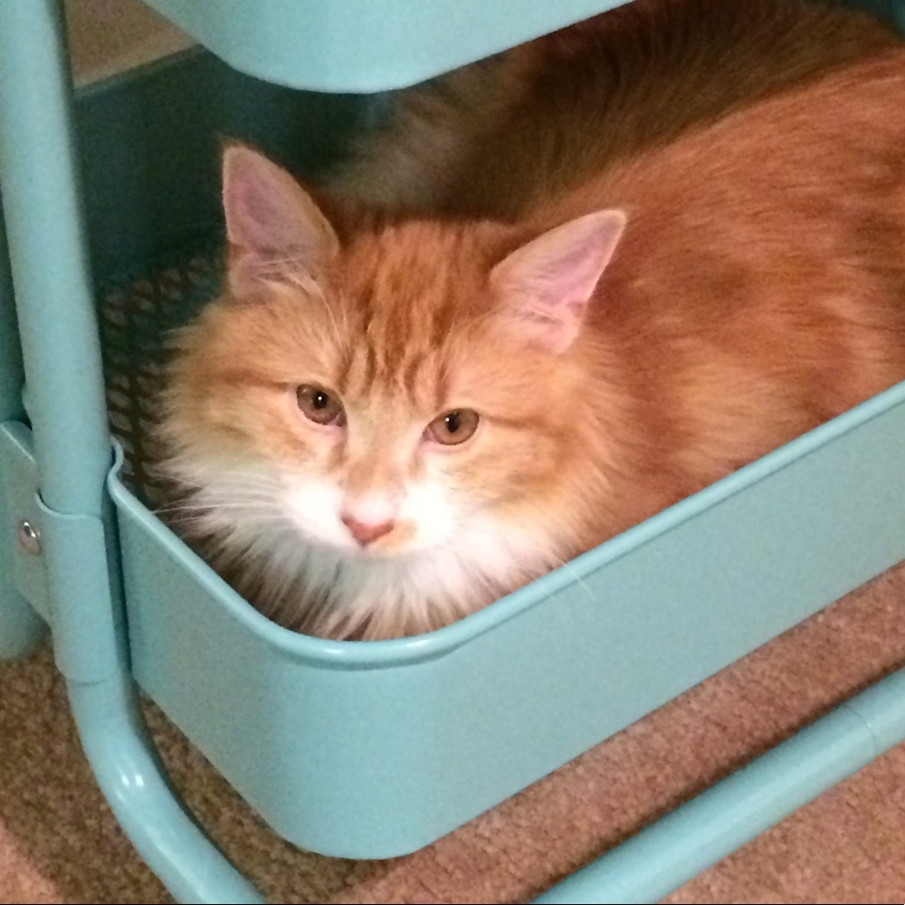 Meet your Posher, Rachael